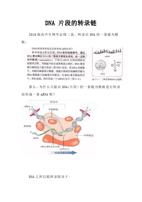 备课素材：DNA+片段的转录链 高一下学期生物人教版必修2