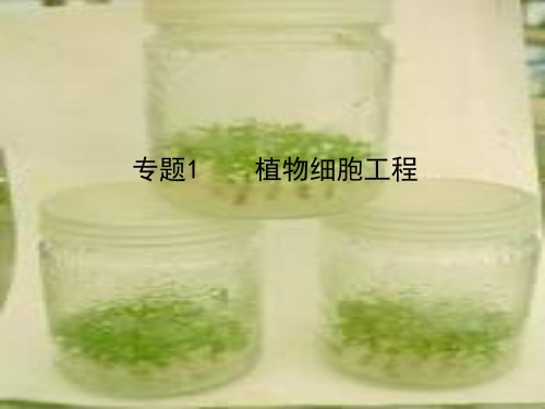 高三生物-专题1《植物细胞工程》复习课件-新人教版