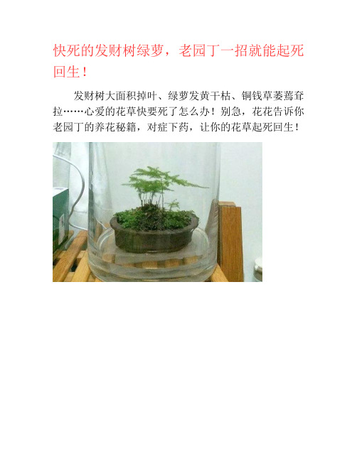 快死的发财树绿萝,老园丁一招就能起死回生!