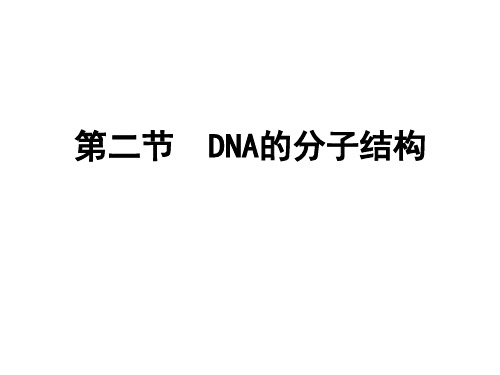 DNA的分子结构