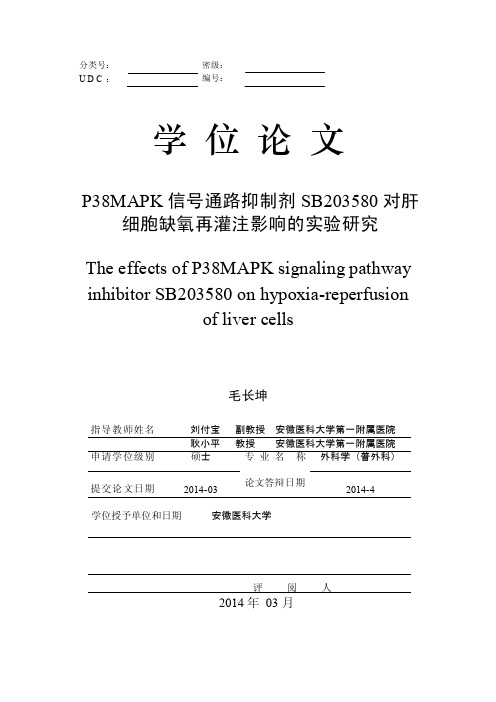 P38MAPK信号通路抑制剂SB203580对肝细胞缺氧再灌注影响的实验研究