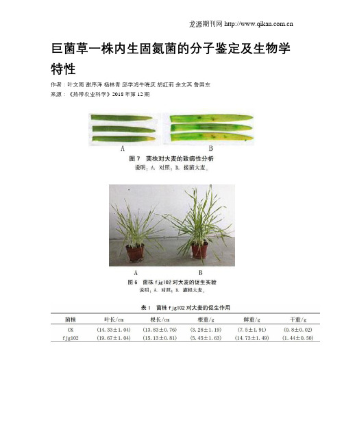 巨菌草一株内生固氮菌的分子鉴定及生物学特性