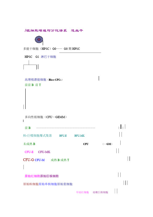 造血干细胞分化图