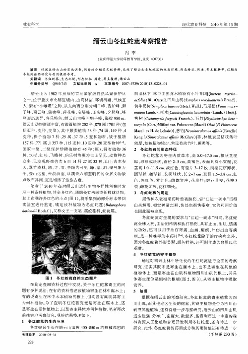 缙云山冬红蛇菰考察报告