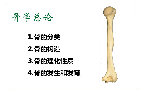 郑州大学系统解剖学