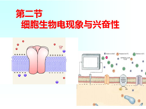 细胞生物电现象ppt课件