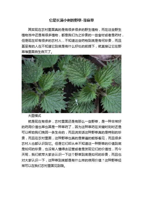 它是长满小刺的野草-荨麻草