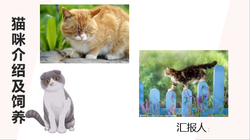 猫咪介绍及其饲养