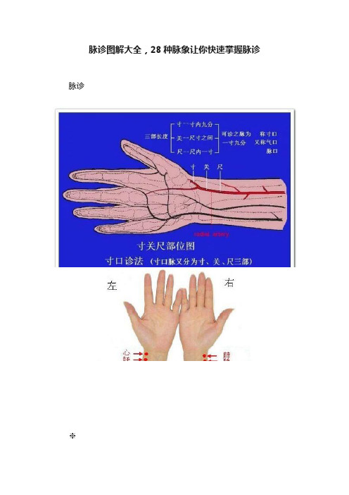 脉诊图解大全，28种脉象让你快速掌握脉诊