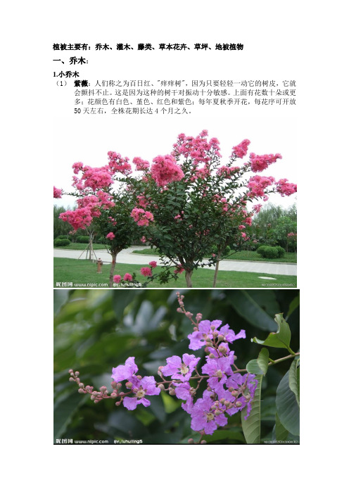 植被介绍