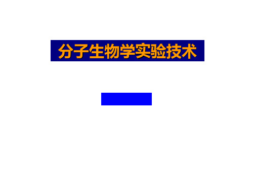 分子生物学实验技术ppt课件