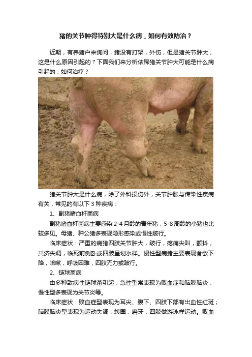 猪的关节肿得特别大是什么病，如何有效防治？