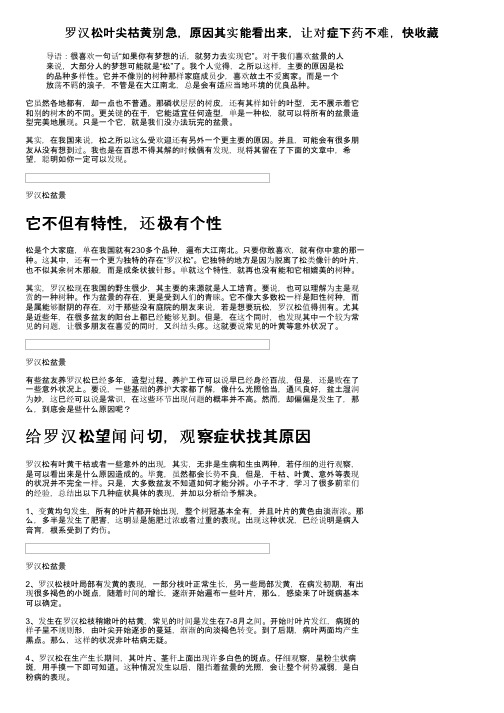 罗汉松叶尖枯黄别急，原因其实能看出来，让对症下药不难，快收藏