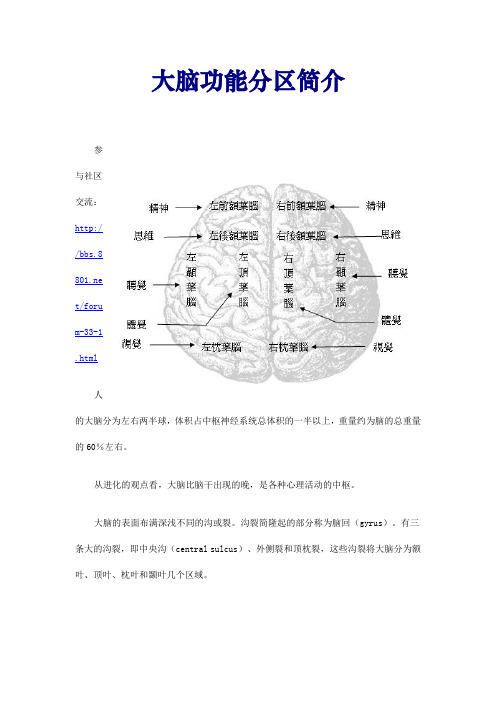 大脑功能分区简介