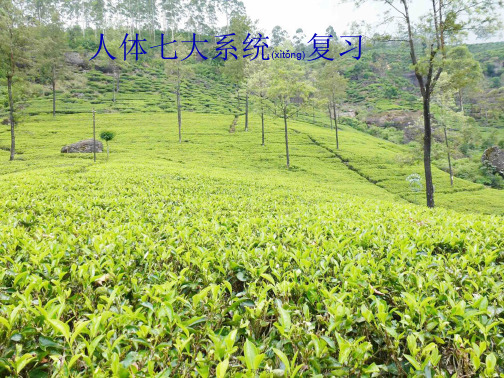 七年级生物下册《人体七大系统》复习课件 