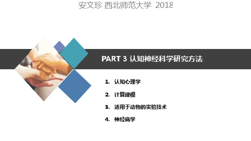 03认知神经科学的研究方法