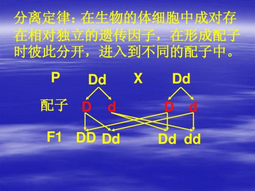 人教版教学课件生物必修二第2章第1节减数分裂