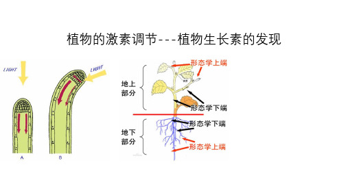 《植物的激素调节---植物生长素的发现》优质课件PPT