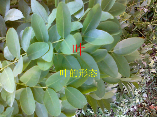 植物学——叶的形态1