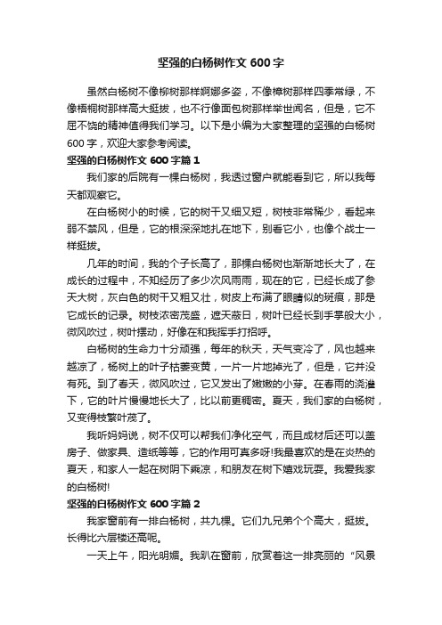 坚强的白杨树作文600字