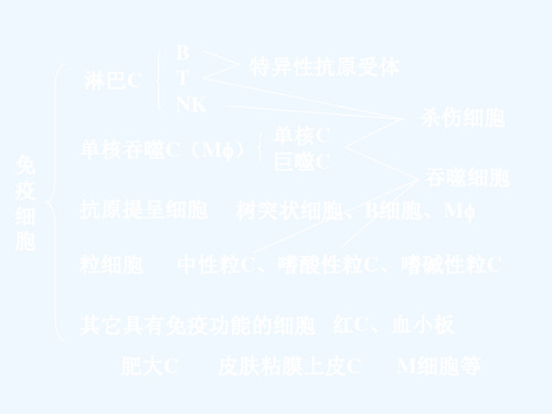 第五章-T淋巴细胞