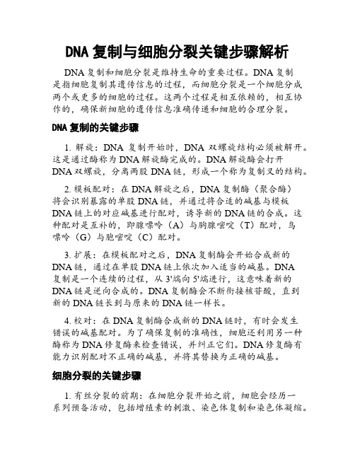 DNA复制与细胞分裂关键步骤解析