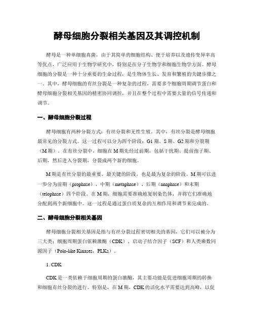 酵母细胞分裂相关基因及其调控机制