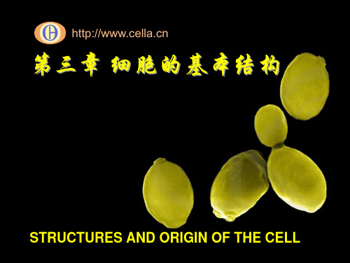 细胞生物学基础知识