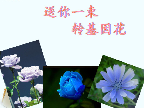 苏教版八年级语文上册《六单元 高新科技(自由读写单元) 二十九 .送你一束转基因花》研讨课件_6