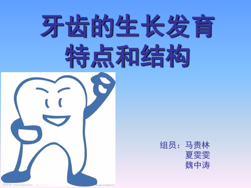 医学课件牙齿的生长发育