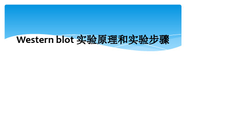 Western blot 实验原理和实验步骤