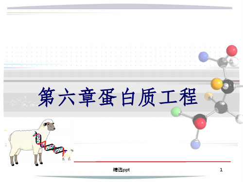 蛋白质工程