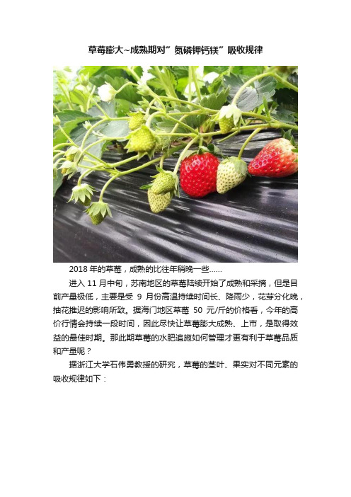 草莓膨大~成熟期对”氮磷钾钙镁”吸收规律