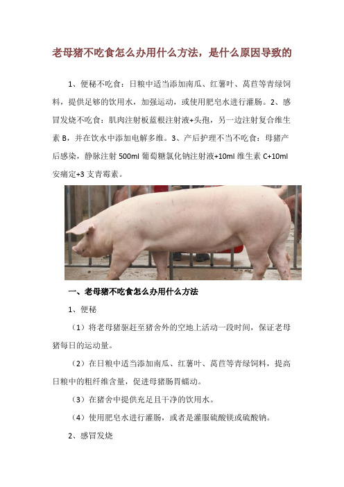 老母猪不吃食怎么办用什么方法,是什么原因导致的