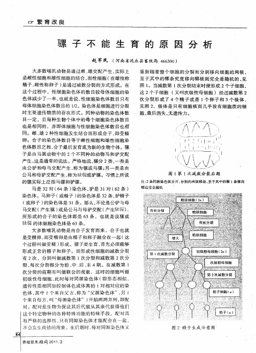 骡子不能生育的原因分析