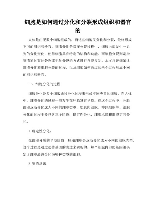 细胞是如何通过分化和分裂形成组织和器官的