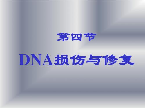 DNA损伤与修复