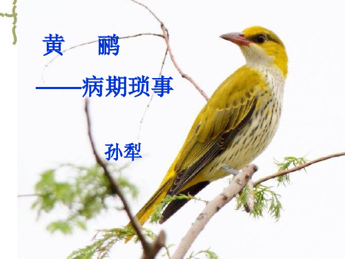 黄鹂病期琐事