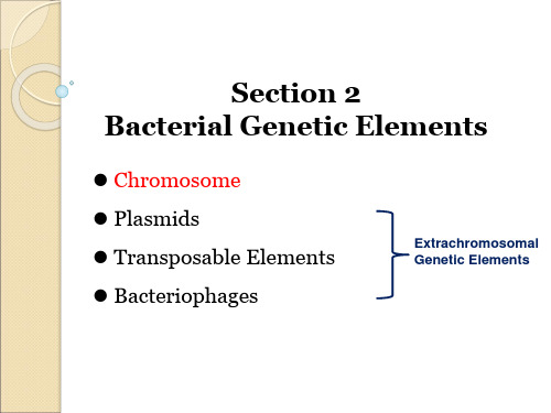 医学微生物学(全英文)Ch2 Heredity and Variation - 10