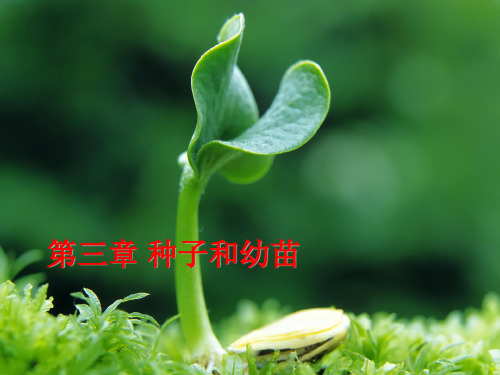 《植物学》课件:第三章 种子和幼苗