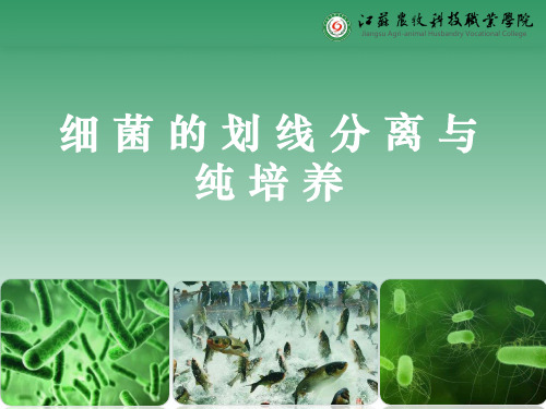 13-14-15.细菌的划线分离与纯培养