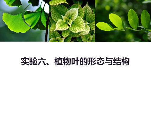 植物学实验 第六章 植物叶的形态和结构