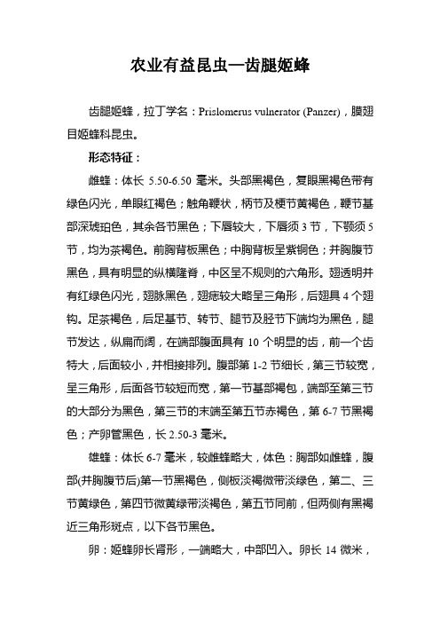 农业有益昆虫—齿腿姬蜂