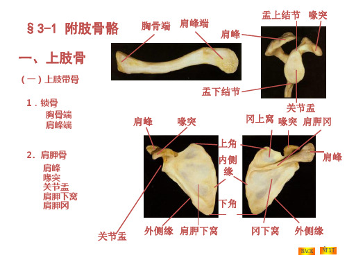 上肢骨PPT课件