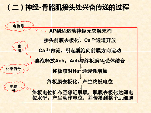 人体解剖学2