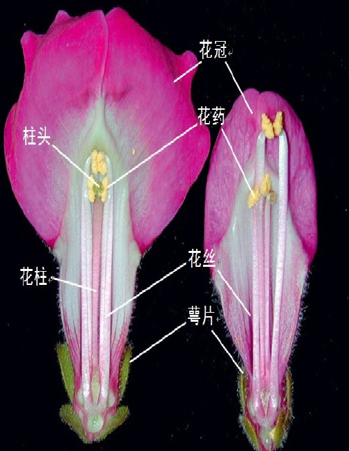 对植物“自交不亲和”的一些认识