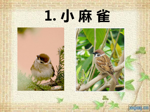 语文课件 s版五年级上 小麻雀 ppt课件之二