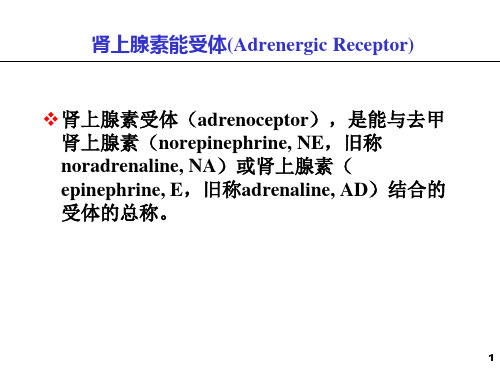 十二肾上腺素能药物课件