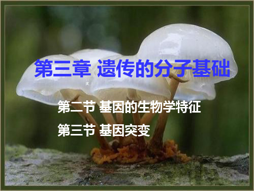 第三节基因的生物学特征和基因突变ppt课件