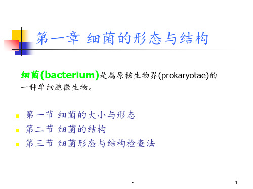 细菌形态结构特点ppt课件